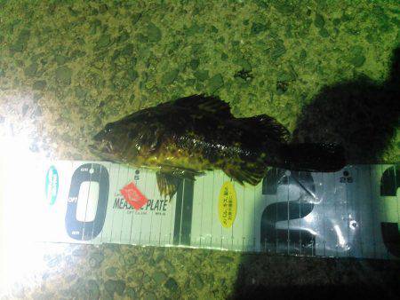 25ｃｍたけちゃんの巻